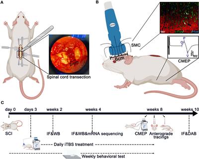 The therapeutic mechanism of transcranial iTBS on nerve regeneration and functional recovery in rats with complete spinal cord transection